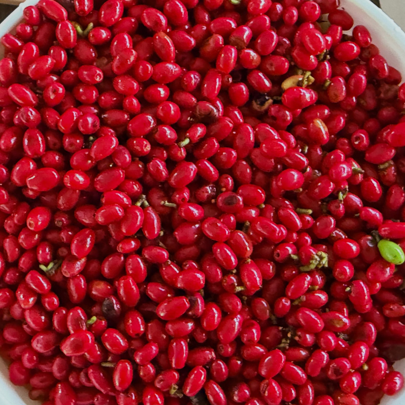 Spicebush harvest. This gallon is about 1/3 of what we’ll harvest this year! The red color is unreal!…