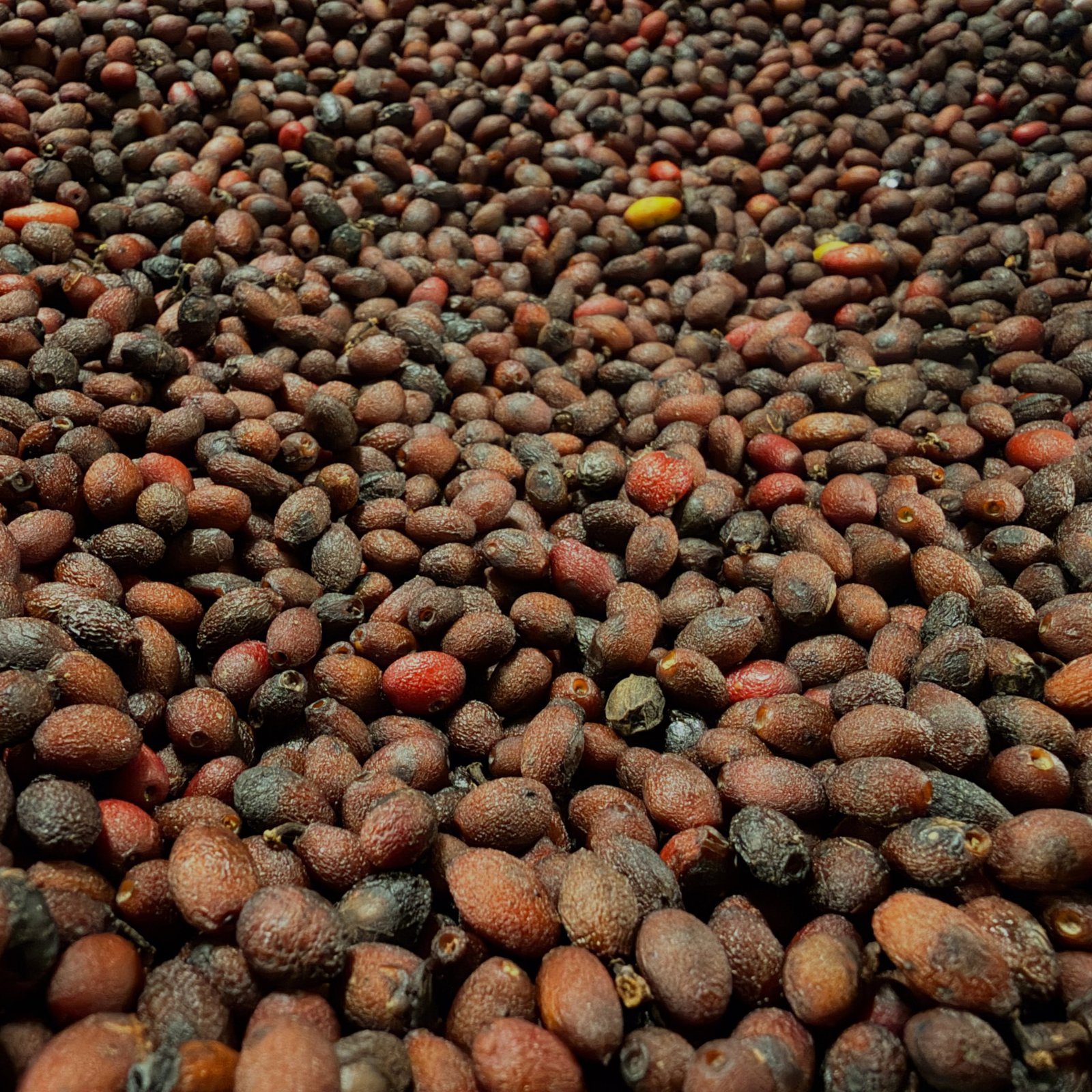 Spicebush berries after and before the initial drying phase.