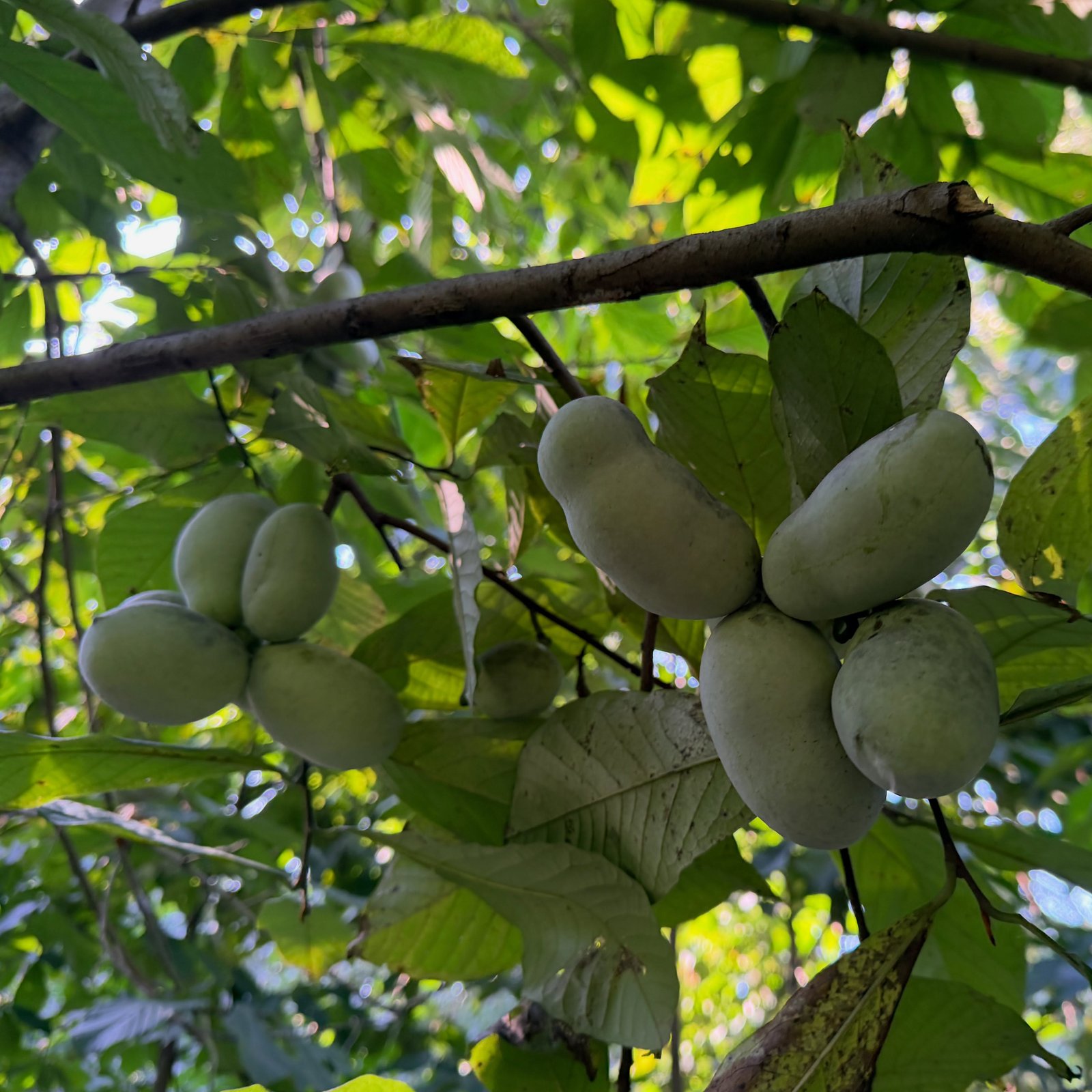 Scroll for pawpaw picking farm tour pics!