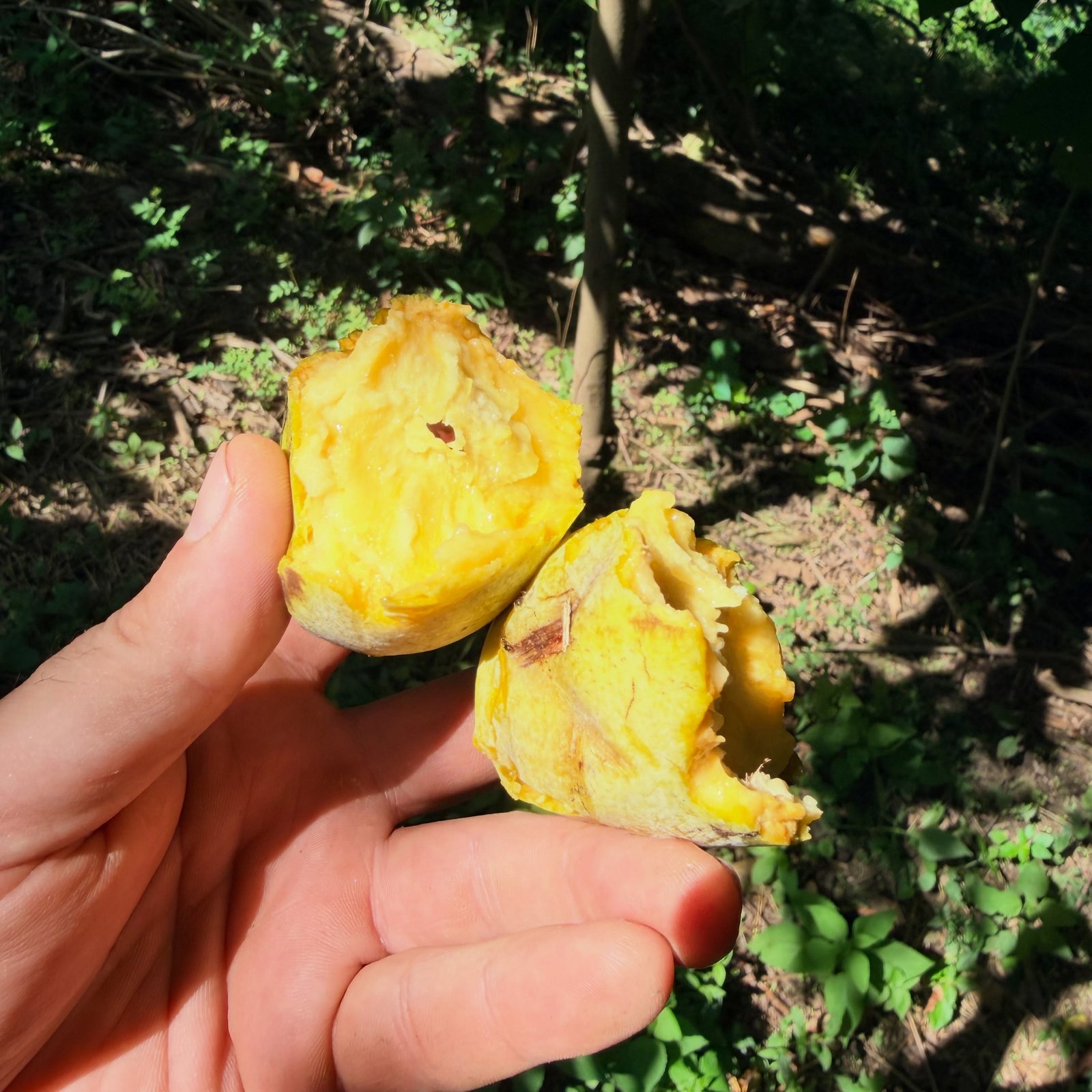 First pawpaw of the season!
