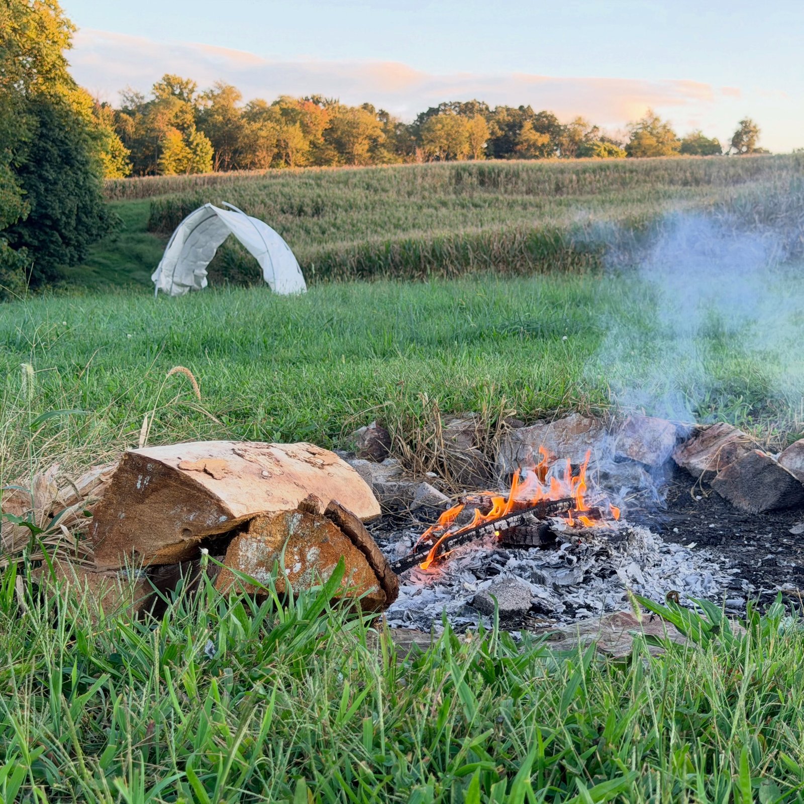 Recent photograph from Dark Hollow Biodynamic
