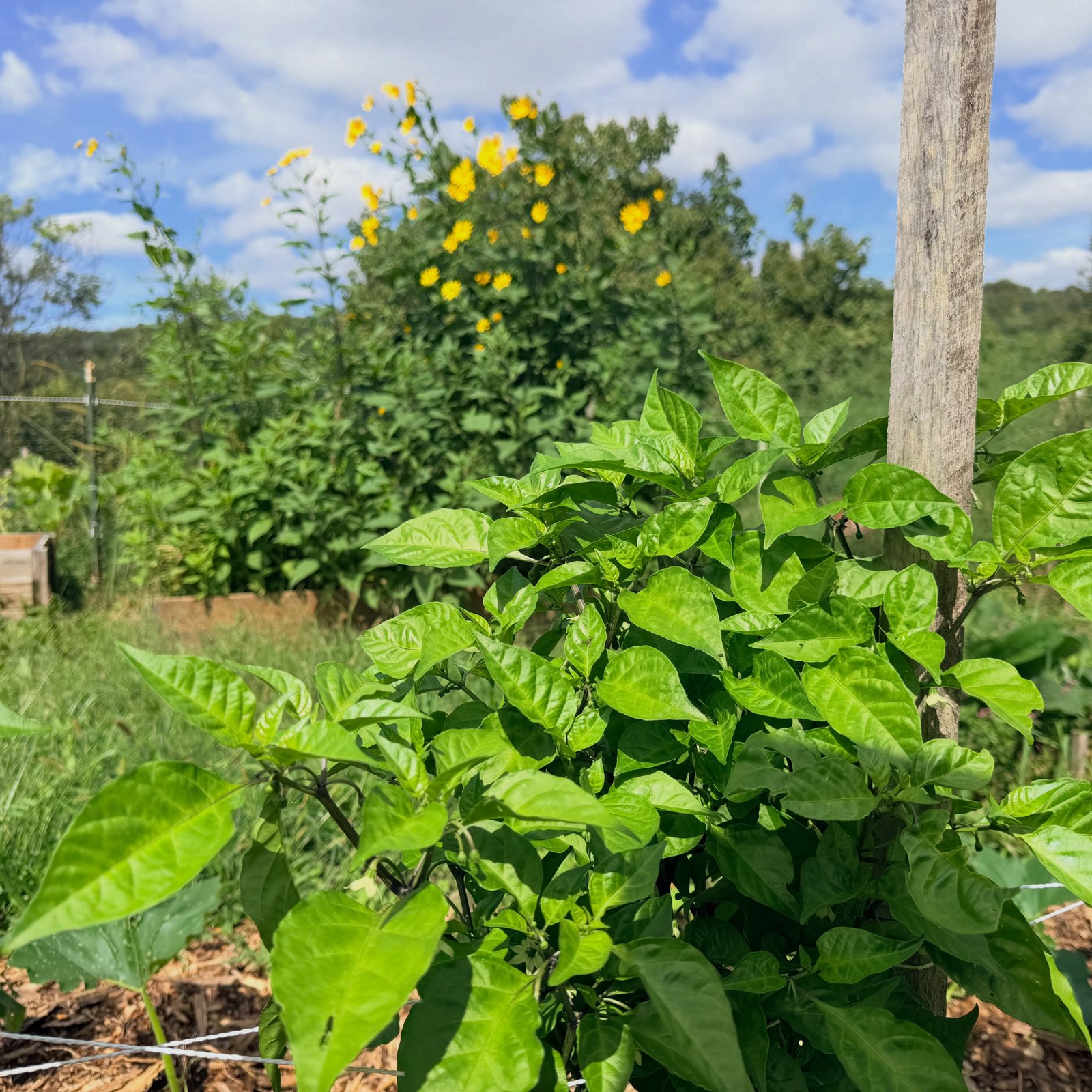 Recent photograph from Dark Hollow Biodynamic