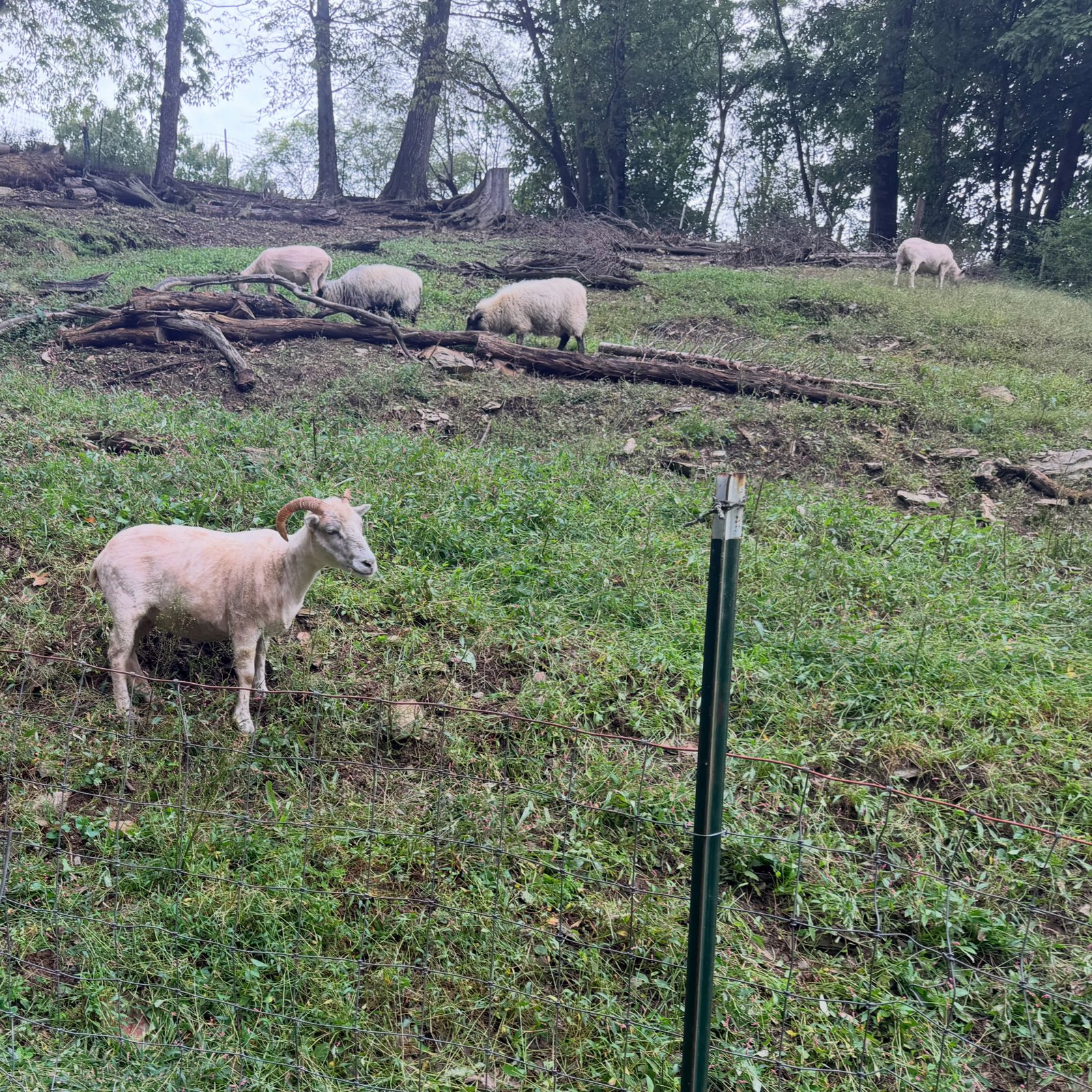 Recent photograph from Dark Hollow Biodynamic