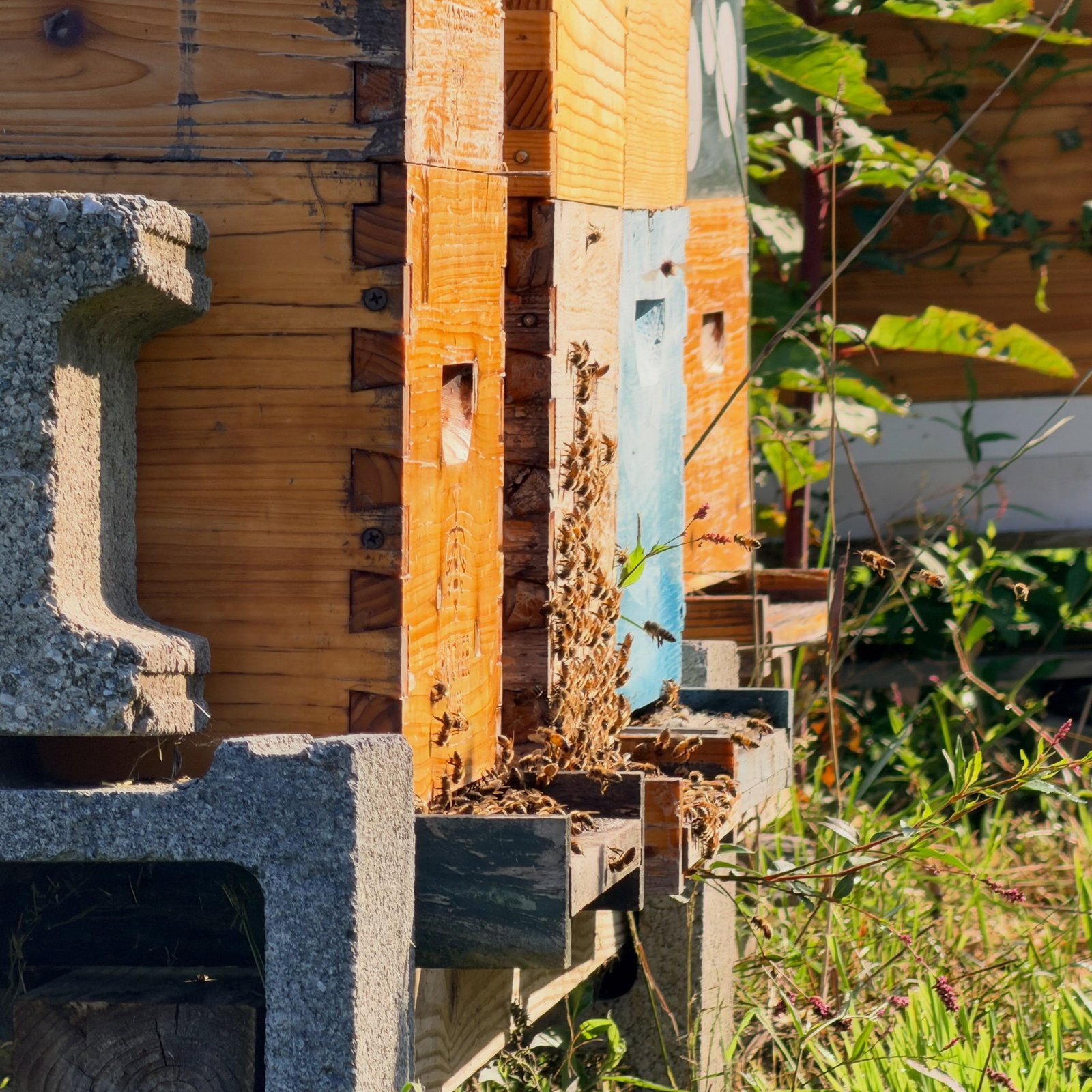 Recent photograph from Dark Hollow Biodynamic