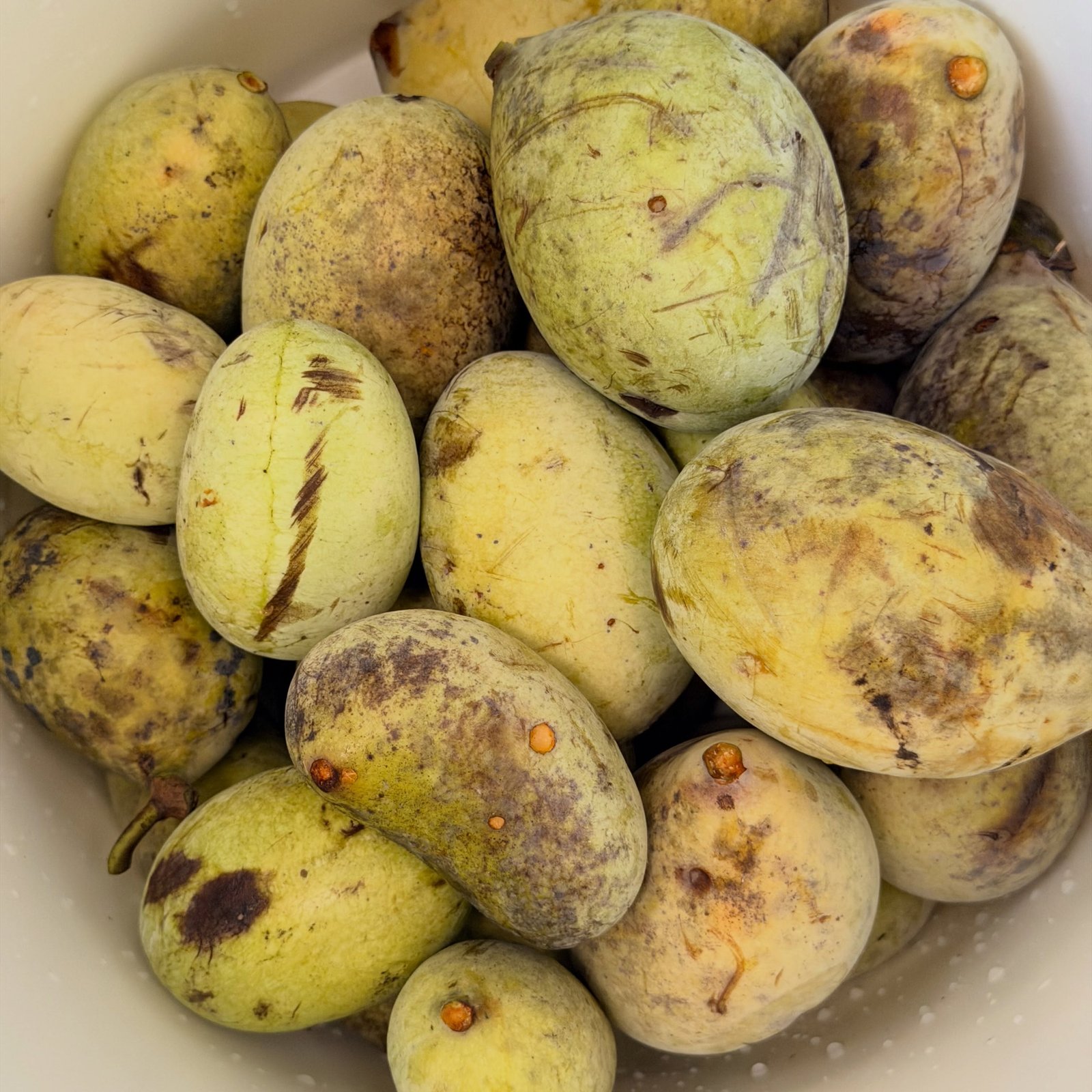 From #pawpaw to pureé!
